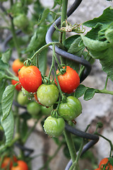 Image showing detail from home farm - tomato plants 