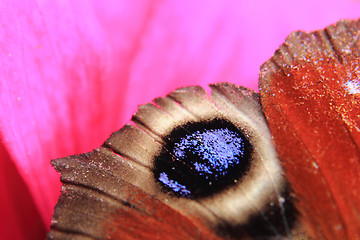 Image showing wing of butterfly