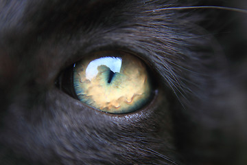 Image showing nice eye of black cat 