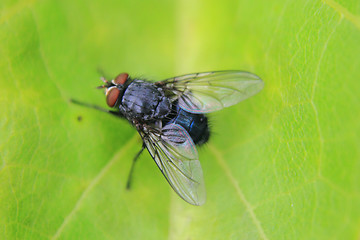 Image showing fly on the green leaf 