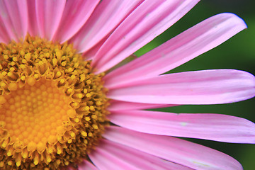 Image showing detail of violet flower