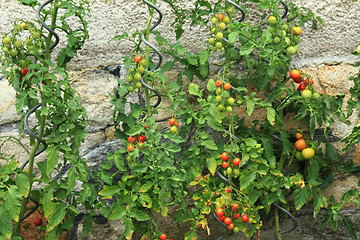 Image showing detail from home farm - tomato plants 