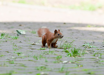 Image showing Squirrel