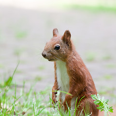 Image showing Red squirrel