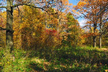 Image showing Golden autumn forest. Trees and bushes with yellow and red fall foliage, alight with October sun, at the edge of a green glade