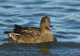 Image showing Eurasian Wigeon