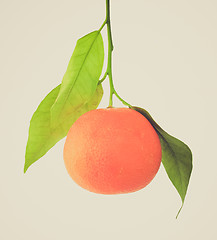 Image showing Retro look Mandarin