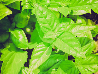 Image showing Retro look Basil