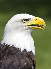 Image showing American eagle