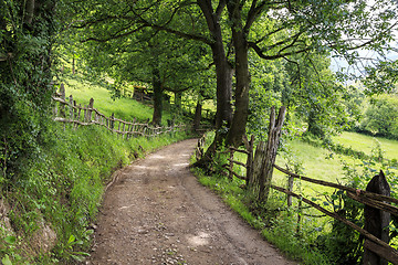 Image showing  Path through the forest 