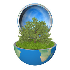 Image showing Oak tree inside planet
