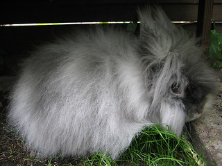 Image showing Grey angora rabbit