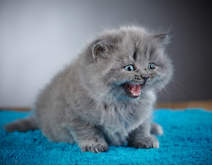 Image showing british long hair kitten