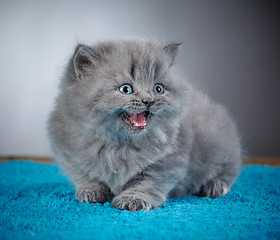 Image showing british long hair kitten