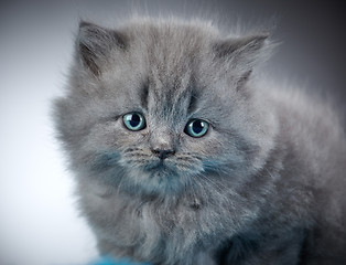 Image showing british long hair kitten