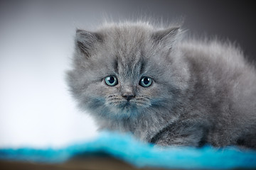 Image showing british long hair kitten