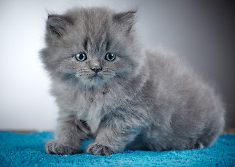 Image showing british long hair kitten