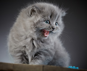 Image showing british long hair kitten