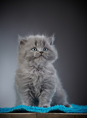 Image showing british long hair kitten