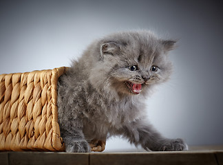 Image showing british long hair kitten