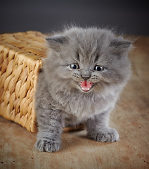 Image showing british long hair kitten