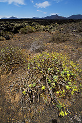 Image showing flower  bush timanfaya  hill and summer  lanzarote