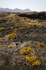 Image showing plant flower  bush timanfaya  in los volcanes volcanic