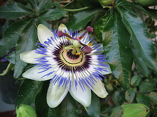 Image showing passiflora