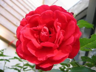 Image showing climbing rose