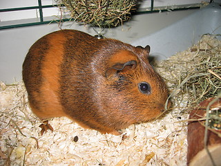 Image showing cavia porcellus