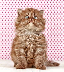 Image showing british long hair kitten