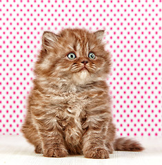 Image showing british long hair kitten