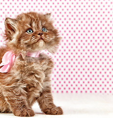 Image showing british long hair kitten