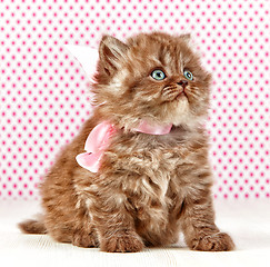 Image showing british long hair kitten