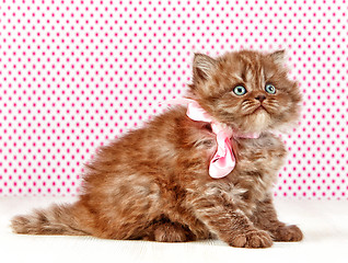 Image showing british long hair kitten