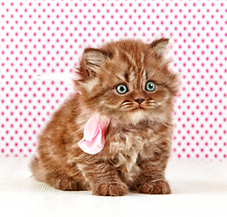 Image showing british long hair kitten