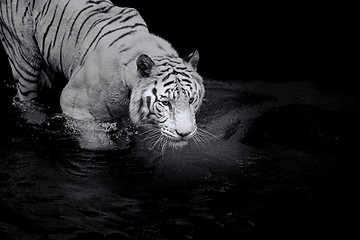 Image showing White Tiger