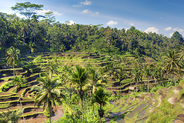 Image showing Rice Terrace