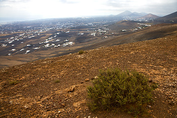 Image showing home  bush timanfaya  plant flower 