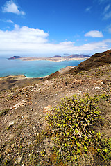 Image showing flower miramar del rio  water  in lanzarote spain 