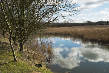 Image showing tree lined lake