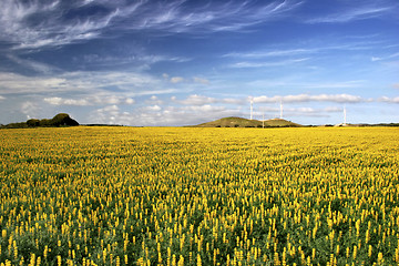 Image showing Yellow field with flowers