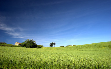 Image showing Green field landscape