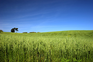 Image showing Green field landscape