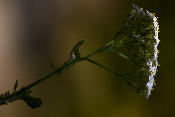 Image showing viburnum  sambucus nigra 