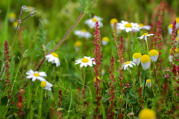 Image showing White chamomiles