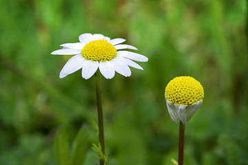 Image showing White chamomiles