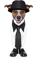 Image showing dog in tuxedo