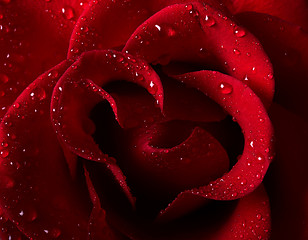 Image showing Red rose