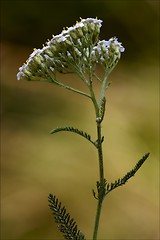 Image showing  yellow   leguminose caprifoliacee viburnum lontana